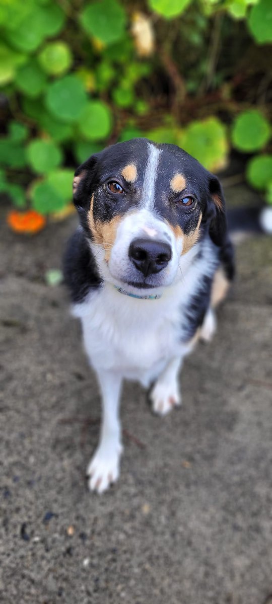 🥰 Nealy's happy smile brightens up these foggy days  🥰

Nealy's 5 yrs old, a clever, fun boy who likes other #dogs &amp; loves learning tricks!

He's with us so long 💔

Nealy has rehoming needs, can you offer him the home he dreams of?
madra.ie/dog-profiles/

#AdoptDontShop