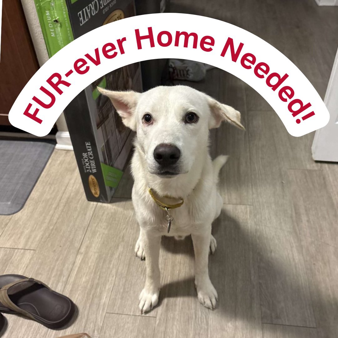 FsuFurFriends's tweet photo. Meet Bolt!!🐶🐾❤️

Bolt is an energetic 1-year-old puppy. He is currently being fostered by FSU students but he needs a FUR-ever home!

Please contact (614)619-5255 if you are interested in adopting bolt!⚡️

#FUReverhome #ResPAWnsibleowner #dogowner #adpotdontshop #champschance https://t.co/XQ0je9pPVh