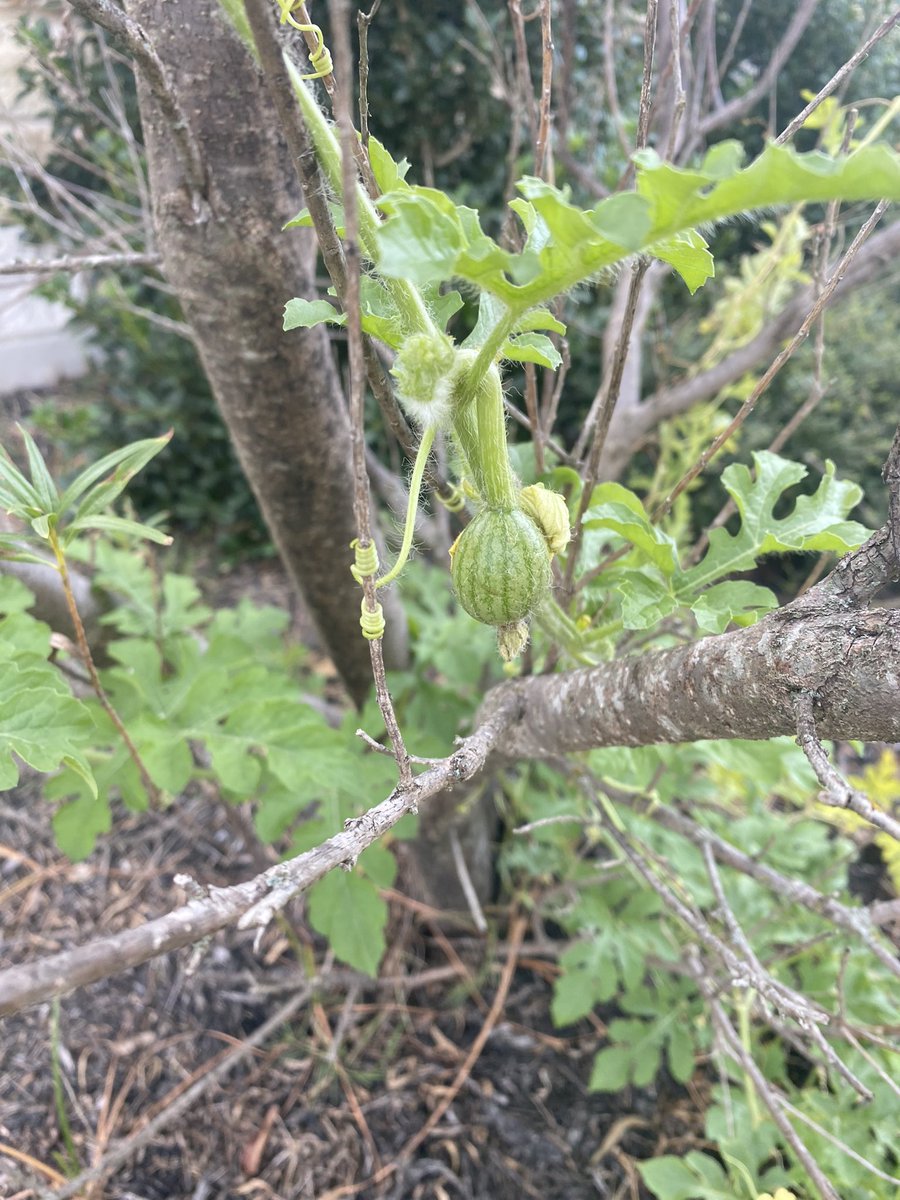 I noticed a sugar baby trying to grow in the middle of November…. Anything is possible.