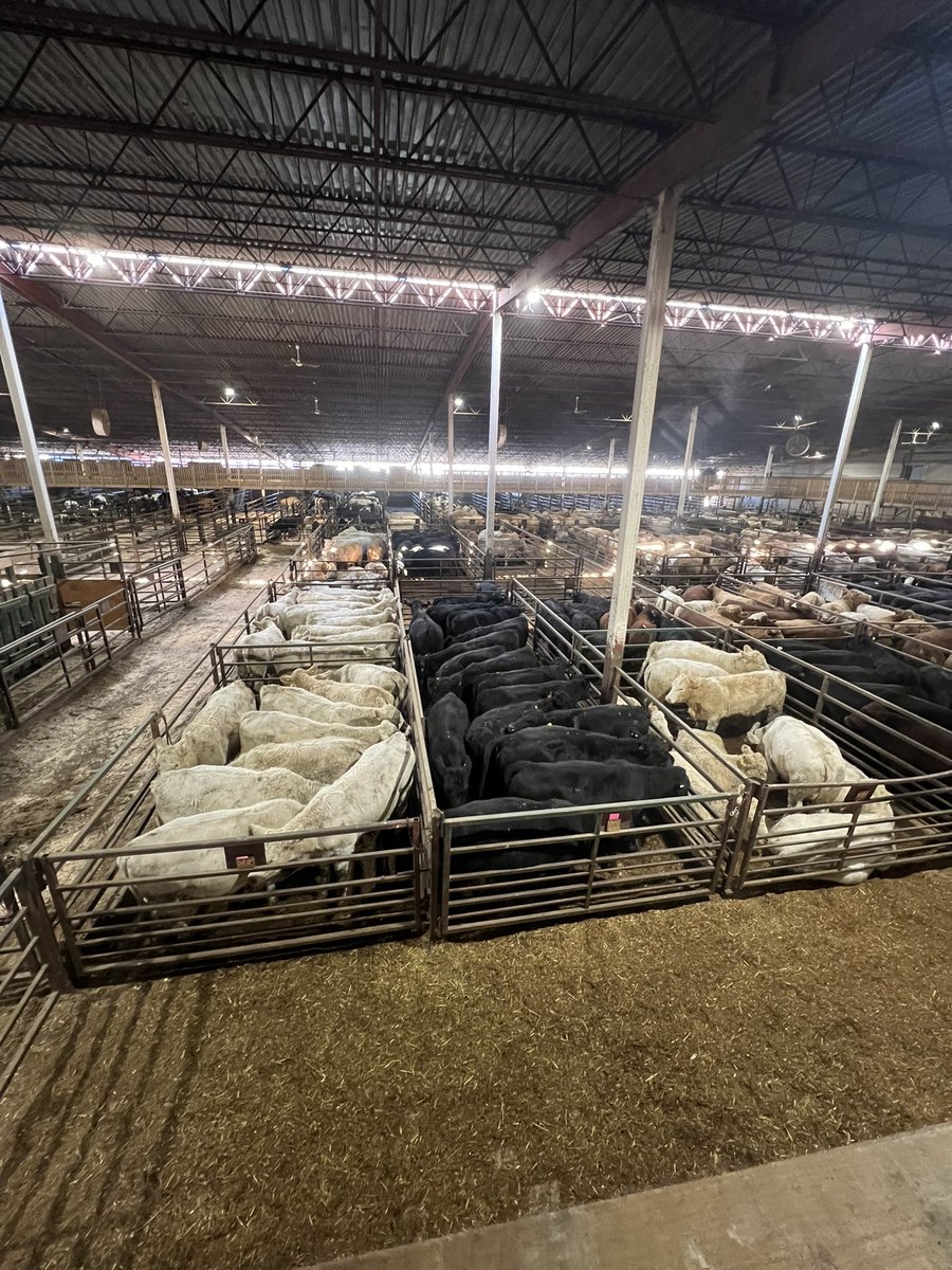 SouthviewFarms's tweet photo. Charolais &amp; Angus heifers sell 1pm 

#SouthviewFarms https://t.co/lDahuKYDSB
