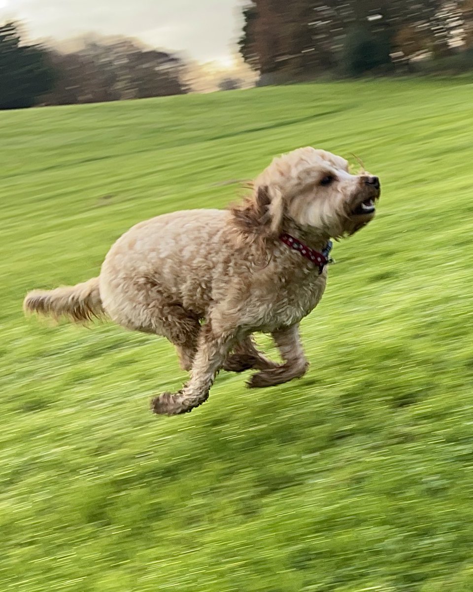 Niall Fennessy tweet media