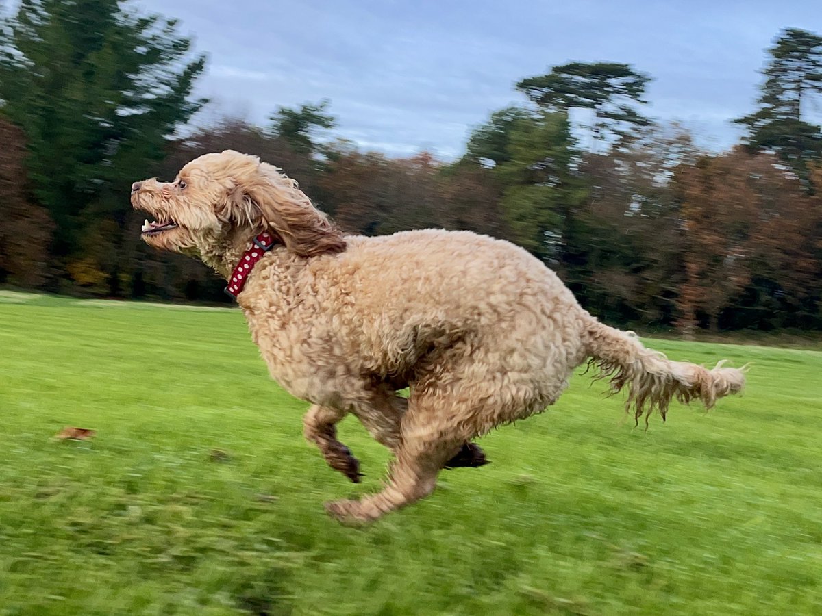 Niall Fennessy tweet media