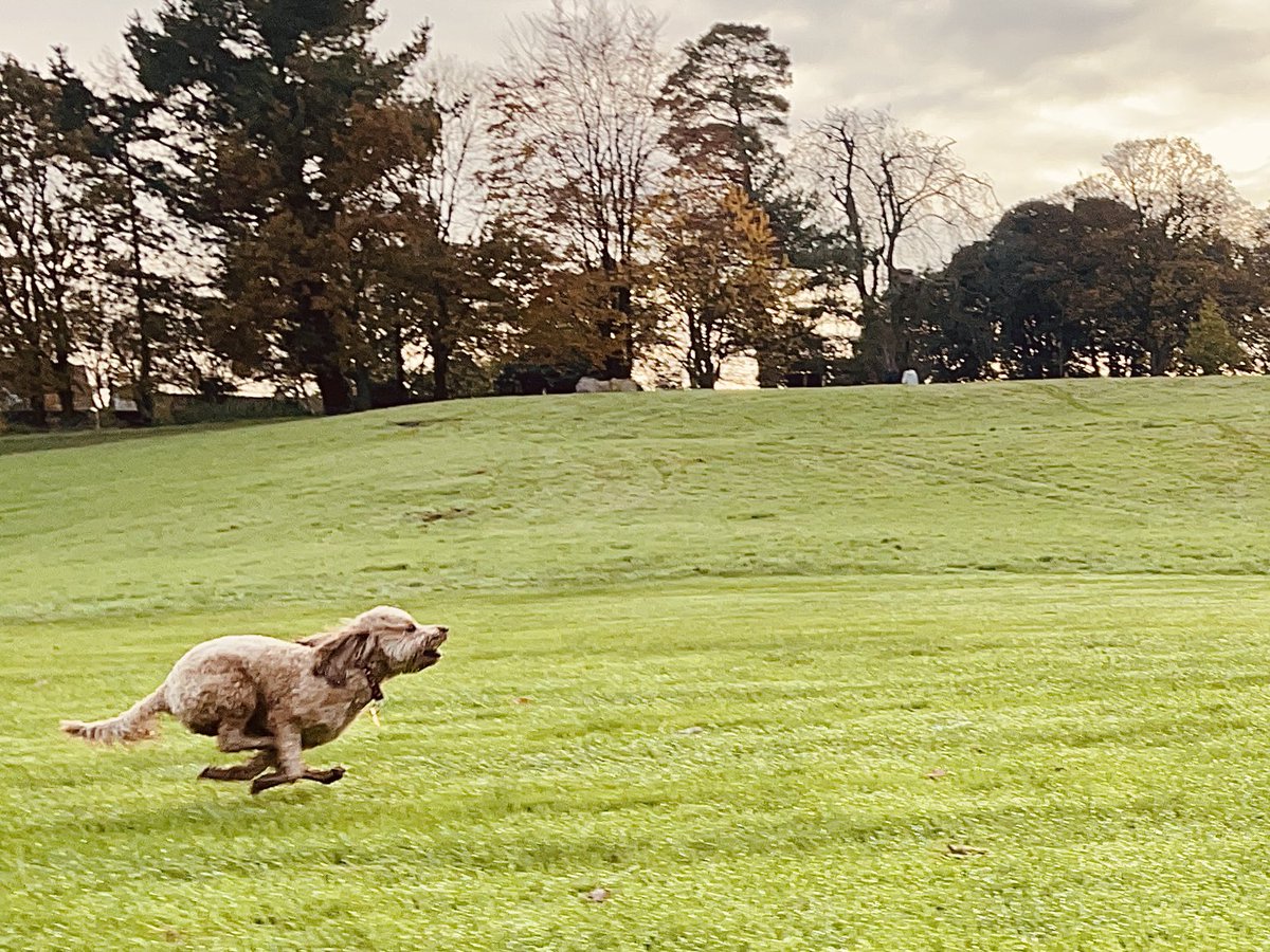 Niall Fennessy tweet media