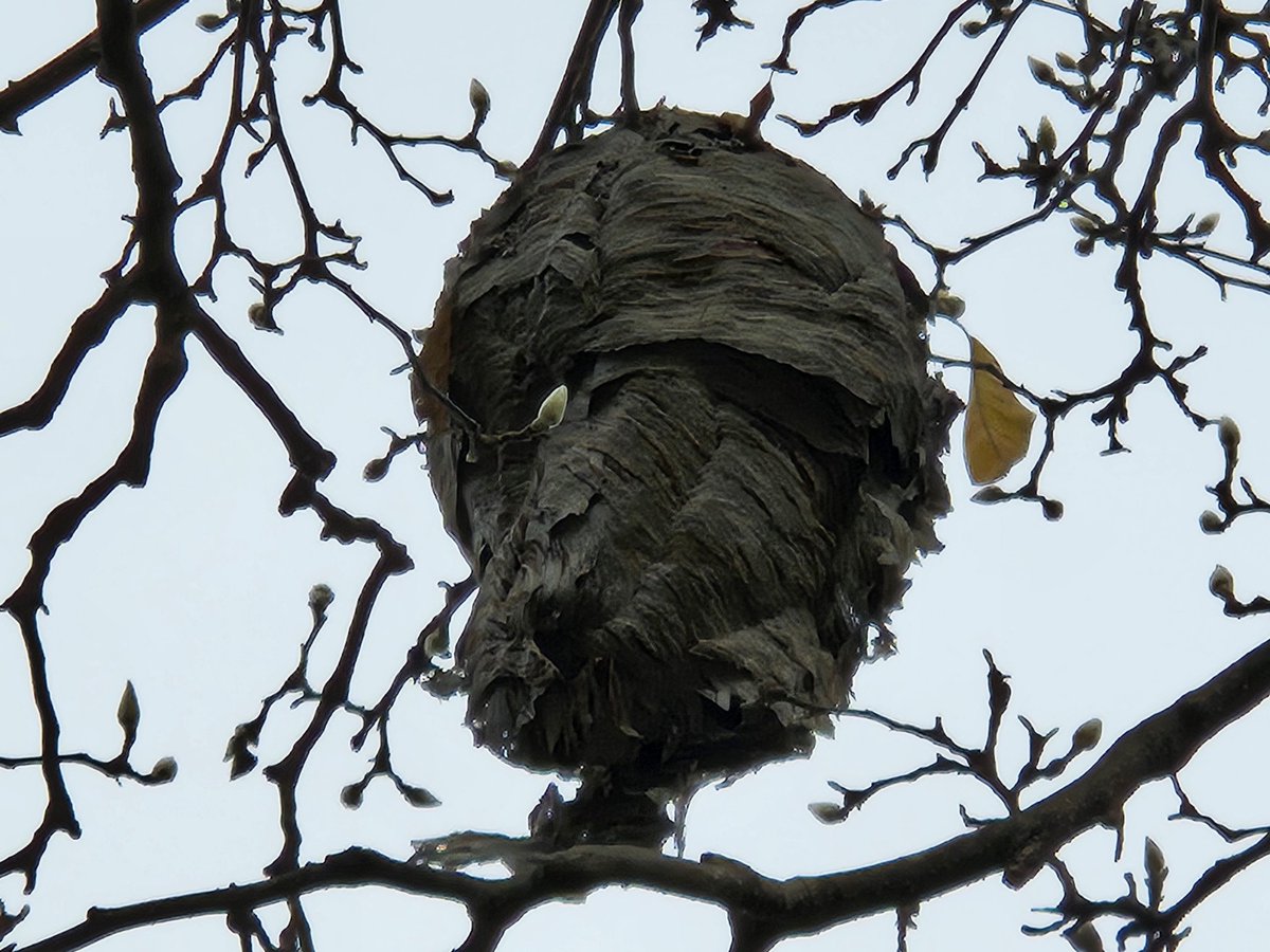 SadTsarDean's tweet photo. This seems mildly concerning. Anyone know what makes a nest like this? I'm assuming wasps of some kind. I didn't see any activity around it, so maybe it's abandoned. Way up in a tree in my front yard, though. https://t.co/H4j9vD16WD