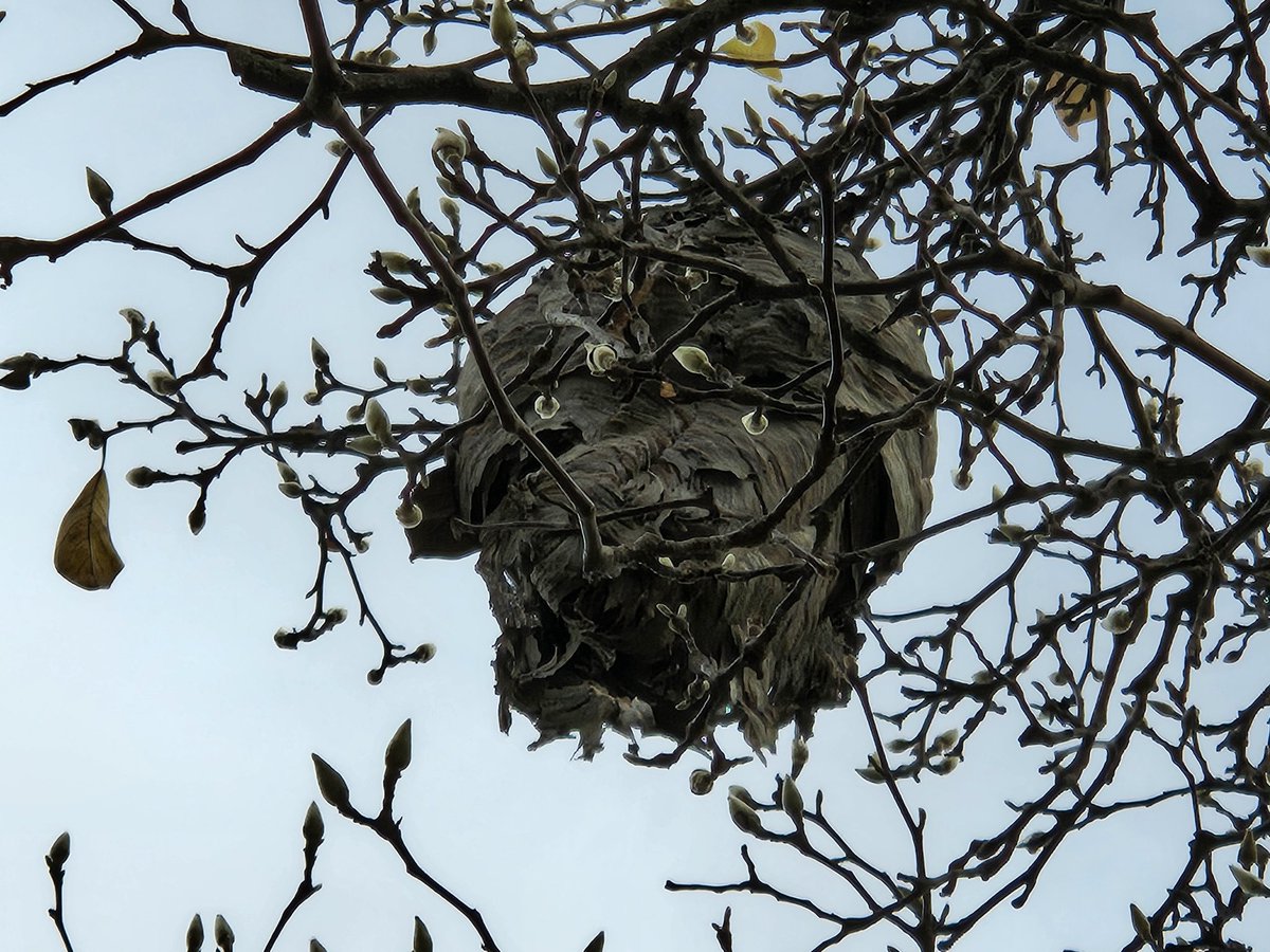 SadTsarDean's tweet photo. This seems mildly concerning. Anyone know what makes a nest like this? I'm assuming wasps of some kind. I didn't see any activity around it, so maybe it's abandoned. Way up in a tree in my front yard, though. https://t.co/H4j9vD16WD