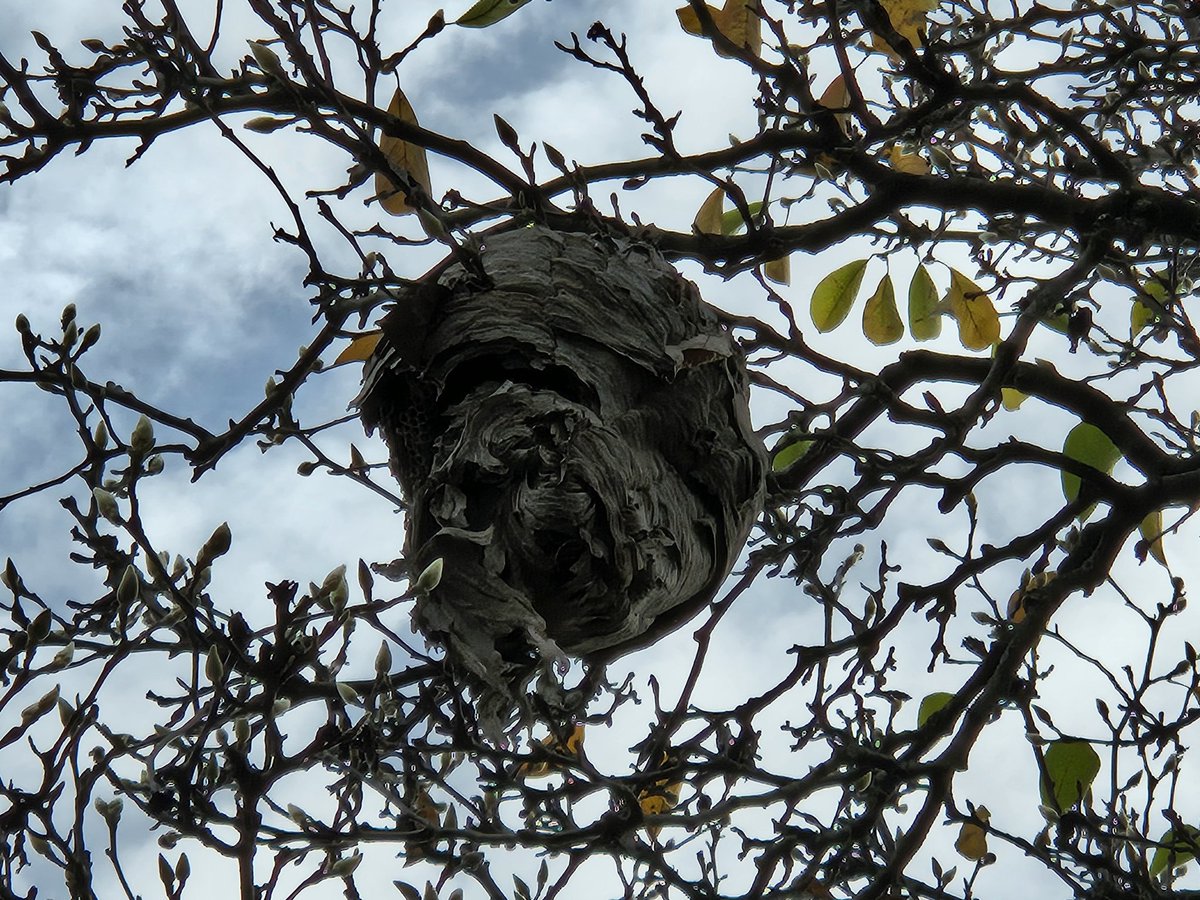 SadTsarDean's tweet photo. This seems mildly concerning. Anyone know what makes a nest like this? I'm assuming wasps of some kind. I didn't see any activity around it, so maybe it's abandoned. Way up in a tree in my front yard, though. https://t.co/H4j9vD16WD
