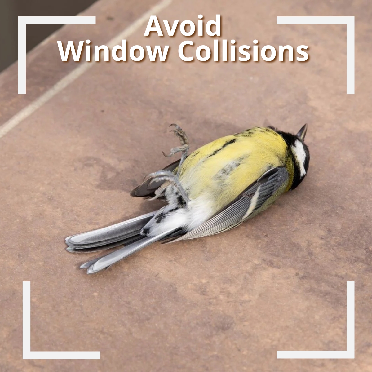 EasternSolar88's tweet photo. Per a recent CBS Sunday Morning segment, up to one billion birds are killed each year in the US  - from colliding into windows.  

Contact us to have bird strike window film installed on your windows &amp; doors. 

https://t.co/cHvWpwcxh6 

#WindowFilm #WindowFilms #BirdStrikeFilm https://t.co/tXnqHBdV5J