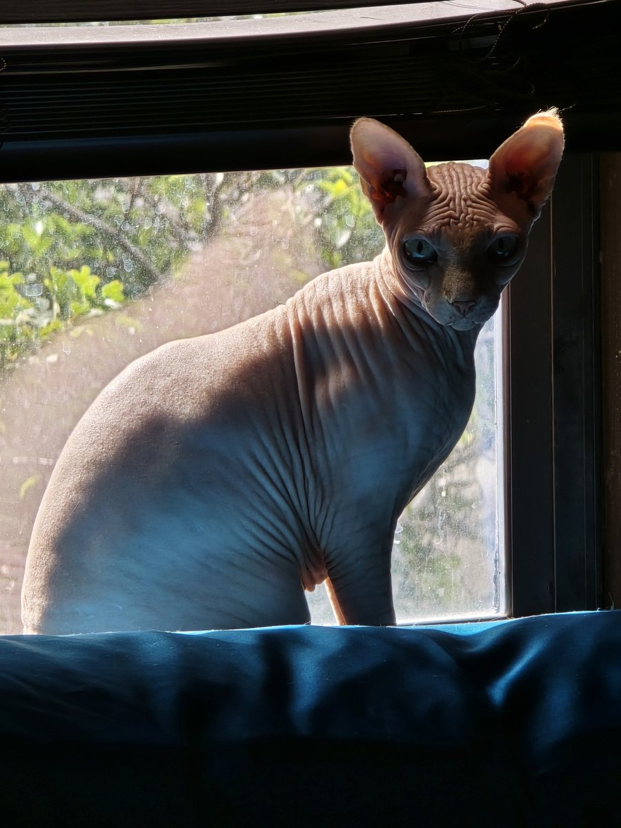 TonyOrlando (@tonyorlandoxxx) on Twitter photo 