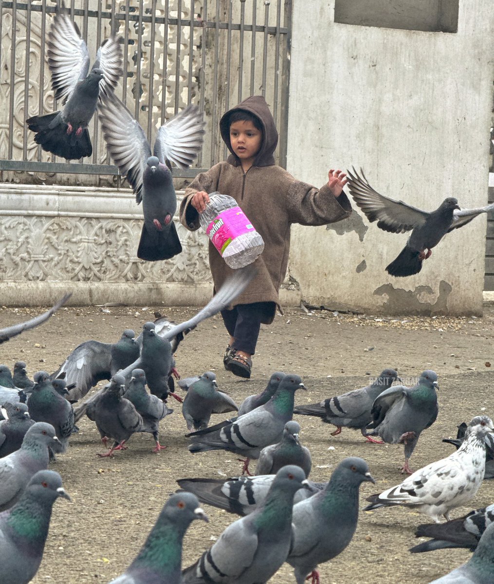 ErAquib__'s tweet photo. Little Feathered Friends: A child’s joyful run into Pigeons https://t.co/NNNlbt07Ky