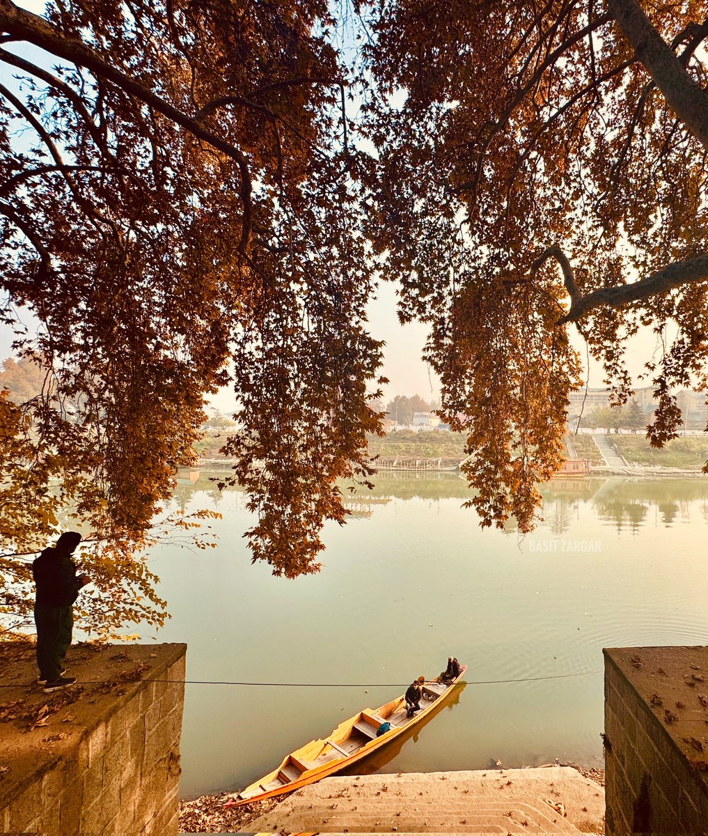 ErAquib__'s tweet photo. A view of the Jhelum River in Srinagar, with a majestic Chinar tree glowing in the golden hues of autumn. https://t.co/MDOLcvWC5p