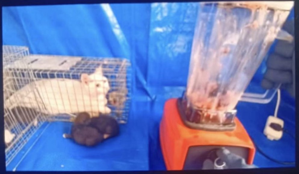 PhaedraXTeddy's tweet photo. Beste @ChinaEmBE @AmbFeiShengchao, ik roep op tot dierenbeschermingswetten omdat dieren wrede behandelingen ondergaan zonder enige bescherming. Wetten zouden een duidelijke boodschap sturen dat mishandeling niet getolereerd wordt. 🙏 #StopCatTorture https://t.co/WUyvPVbQeZ