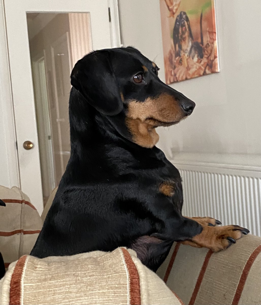 SausageDogHotel's tweet image. Betty checking to see if there is any movement on the next meal situation... #AlwaysHungry