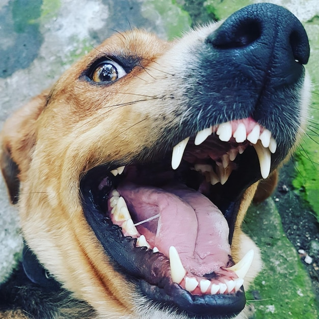 RussellLazarus's tweet photo. 🚨 Did you know that dog bite cases are on the rise? 🚨 It's crucial to understand your rights and protect yourself! If you've been bitten, we're here to help. ❓ Need legal advice? Connect with us today, and we'll support you! #StaySafe   #dogbitelawyer #DogBite #InjuryLawyers https://t.co/TT4N2UnwXL