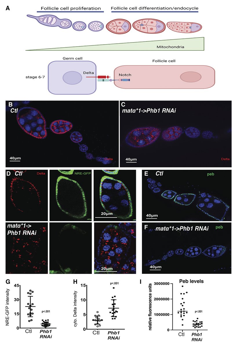Journal of Cell Biology (@jcellbiol) on Twitter photo How does mitochondrial dysfunction in one cell impact neighboring cells? This study by Yipeng Du, Matthew Sieber et al. <a href="/UTSWMedCenter/">UT Southwestern Medical Center</a> shows that mitochondrial ROS production regulates membrane receptor trafficking and disrupts cell-cell signaling. hubs.la/Q02Y4N0Q0 How does mitochondrial dysfunction in one cell impact neighboring cells? This study by Yipeng Du, Matthew Sieber et al. <a href="/UTSWMedCenter/">UT Southwestern Medical Center</a> shows that mitochondrial ROS production regulates membrane receptor trafficking and disrupts cell-cell signaling. hubs.la/Q02Y4N0Q0