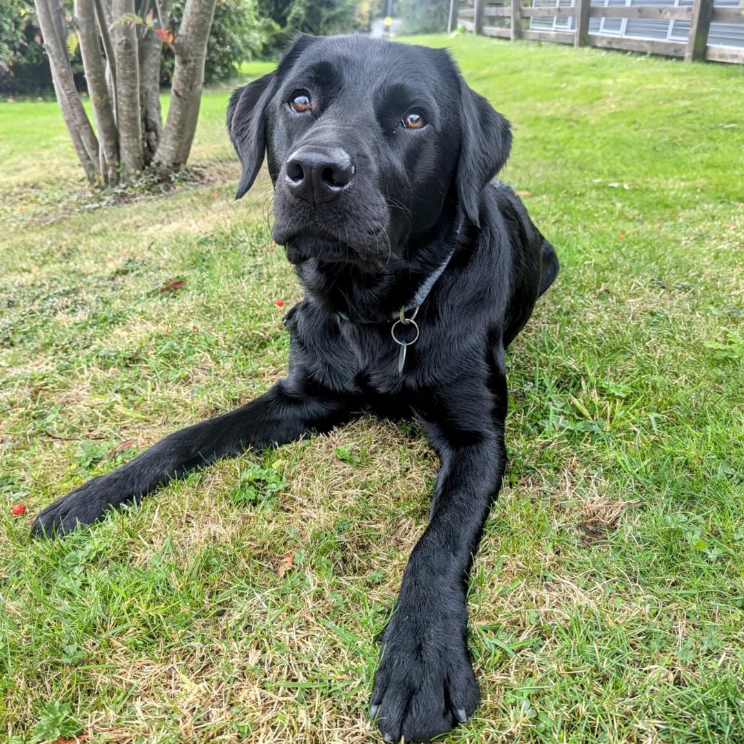 Dogs for Good tweet media