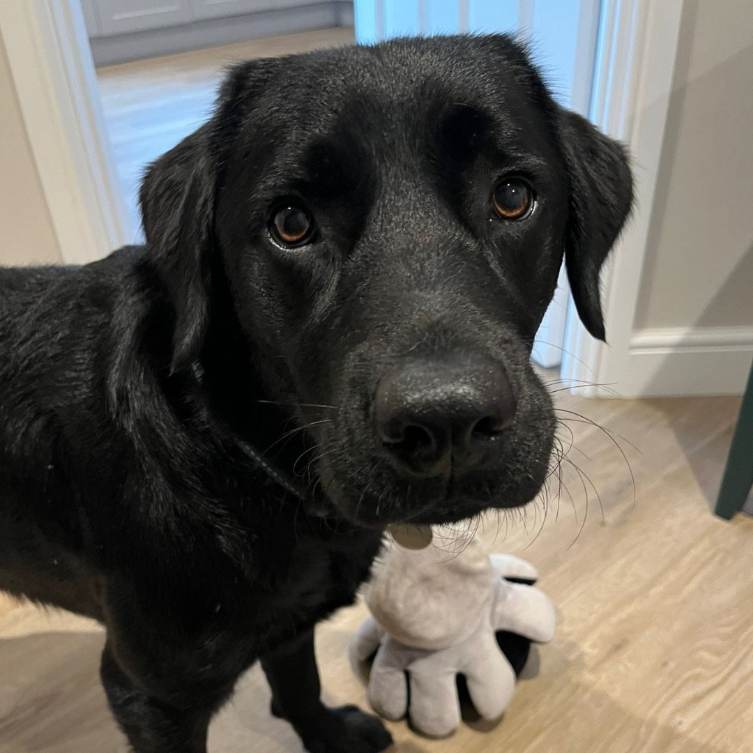 Dogs for Good tweet media