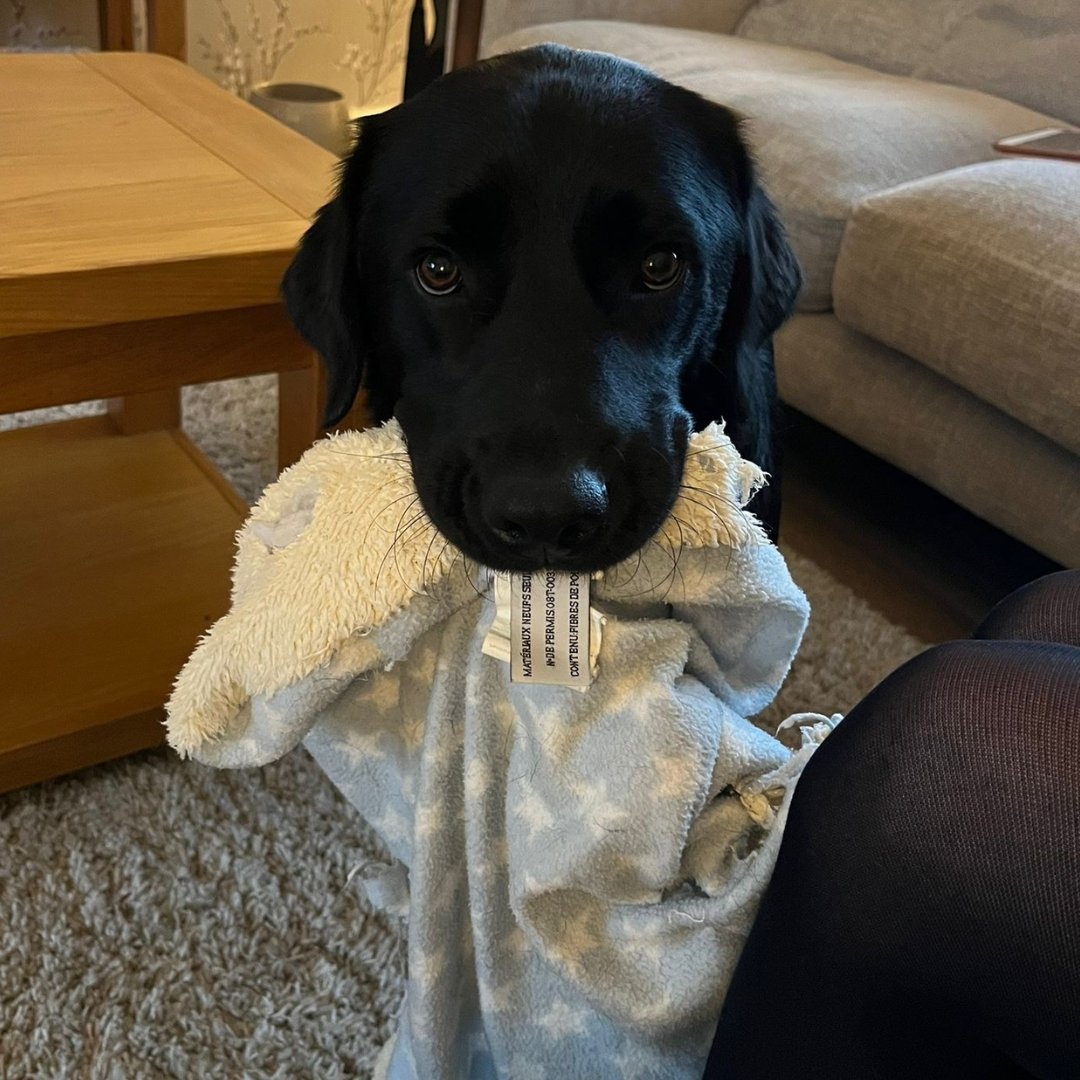 Dogs for Good tweet media