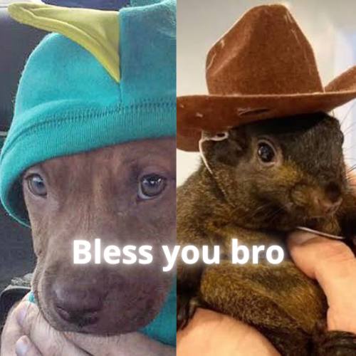 <a href="/patty_fi/">PattyIce</a> cool puppy but thats not pnut's brother, $bambam is