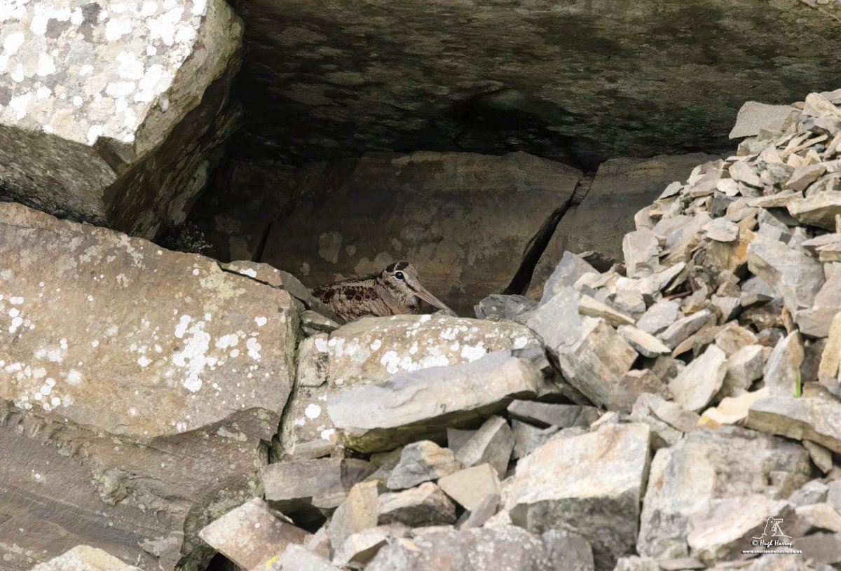 A migrant Woodcock sheltering from the elements in the quarry at Sumburgh Head, Shetland today.