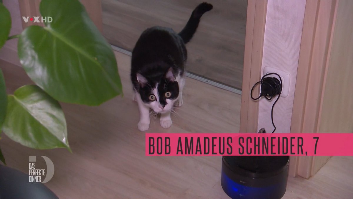 Mit dem Namen könnte die Katze ein Wollny sein  #dasperfekteDinner