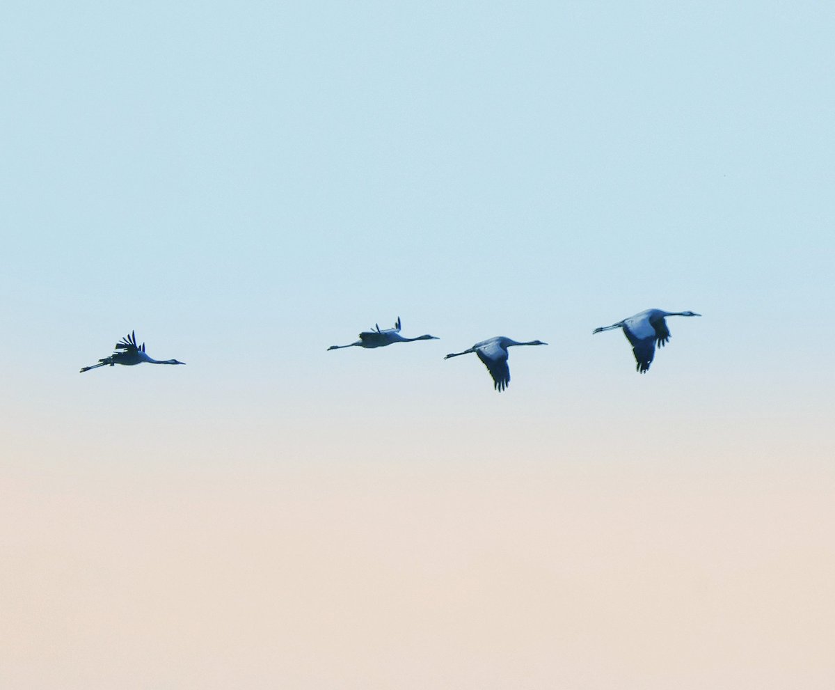 Davidnature22's tweet photo. Very distant Common Cranes over RSPB Greylake,Somerset. #cranes #commoncranes #birds #BirdTwitter #birdlovers #birding #bird #wildlife https://t.co/04xPONtqlU