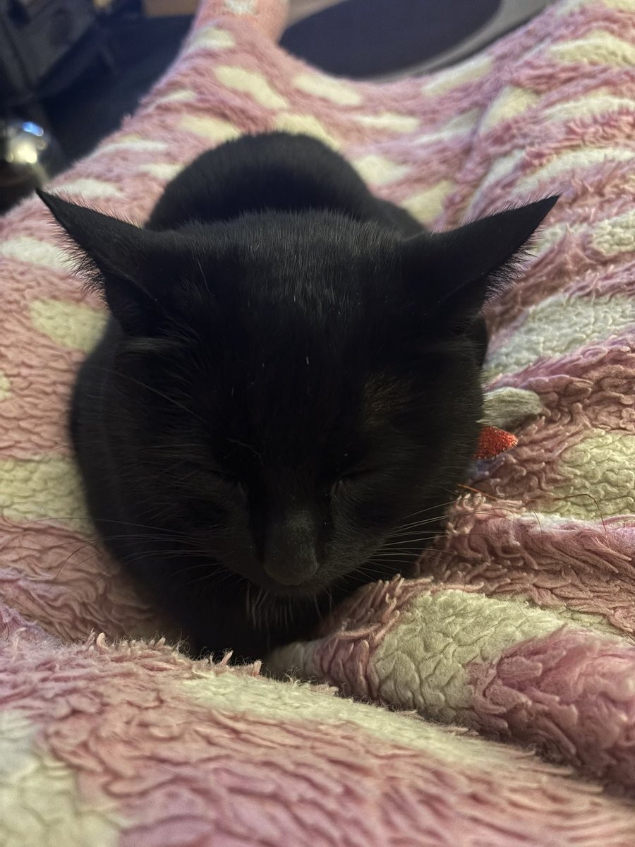 Henry 🐾❤️ (With Assistance from Buzz 🌈 & Woody) (@henry_is_me) on Twitter photo Woody has been a not well boy and had to make a visit to the FurDoctors 😢
Seems that he doesn’t cope as well with Fireworks as we thought and has stressed induced cystitis.
I’ve given up my Mummy’s lap a little bit (I’m only on her 85% of the time) so he can be on it. Woody has been a not well boy and had to make a visit to the FurDoctors 😢
Seems that he doesn’t cope as well with Fireworks as we thought and has stressed induced cystitis.
I’ve given up my Mummy’s lap a little bit (I’m only on her 85% of the time) so he can be on it.