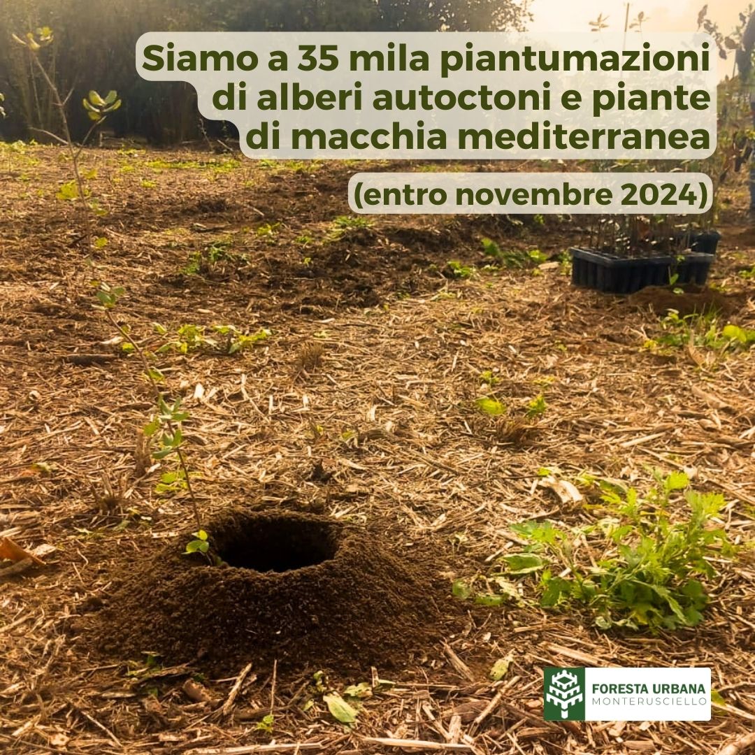 Il progetto Foresta Urbana di Monterusciello, promosso dal Comune di Pozzuoli e finanziato con fondi PNRR per la transizione ecologica, va avanti nei suoi obiettivi.