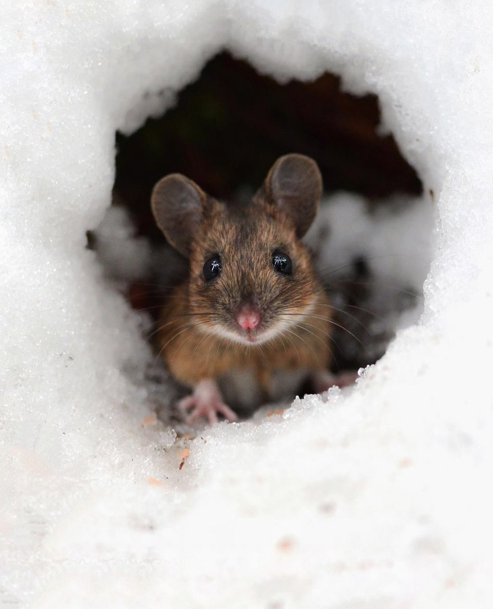 A Yellow necked mouse looking out of its den while the first snow of the season has painted the landscape white ❄️