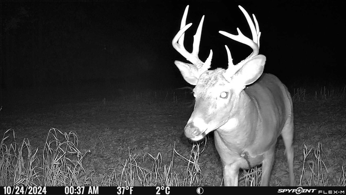 thwaacker's tweet image. Wouldn&apos;t mind seeing this guy Fri. #FlexM #Spypoint