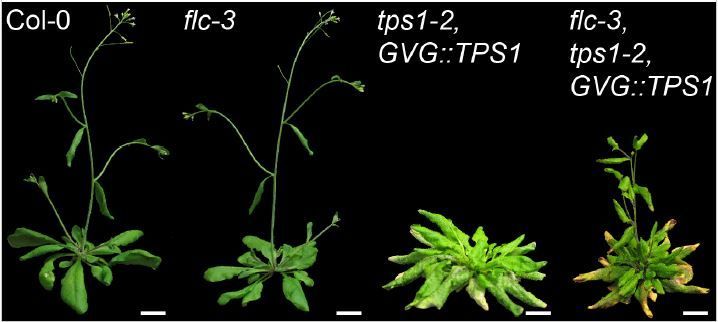 Carbon and nitrogen signaling regulate FLOWERING LOCUS C and impact flowering time in Arabidopsis (Vladislav Gramma, Justyna Jadwiga Olas, Vasiliki Zacharaki, Jathish Ponnu, Magdalena Musialak-Lange, Vanessa Wahl) buff.ly/3AEQptS <a href="/ASPB/">ASPB</a> #PlantSci