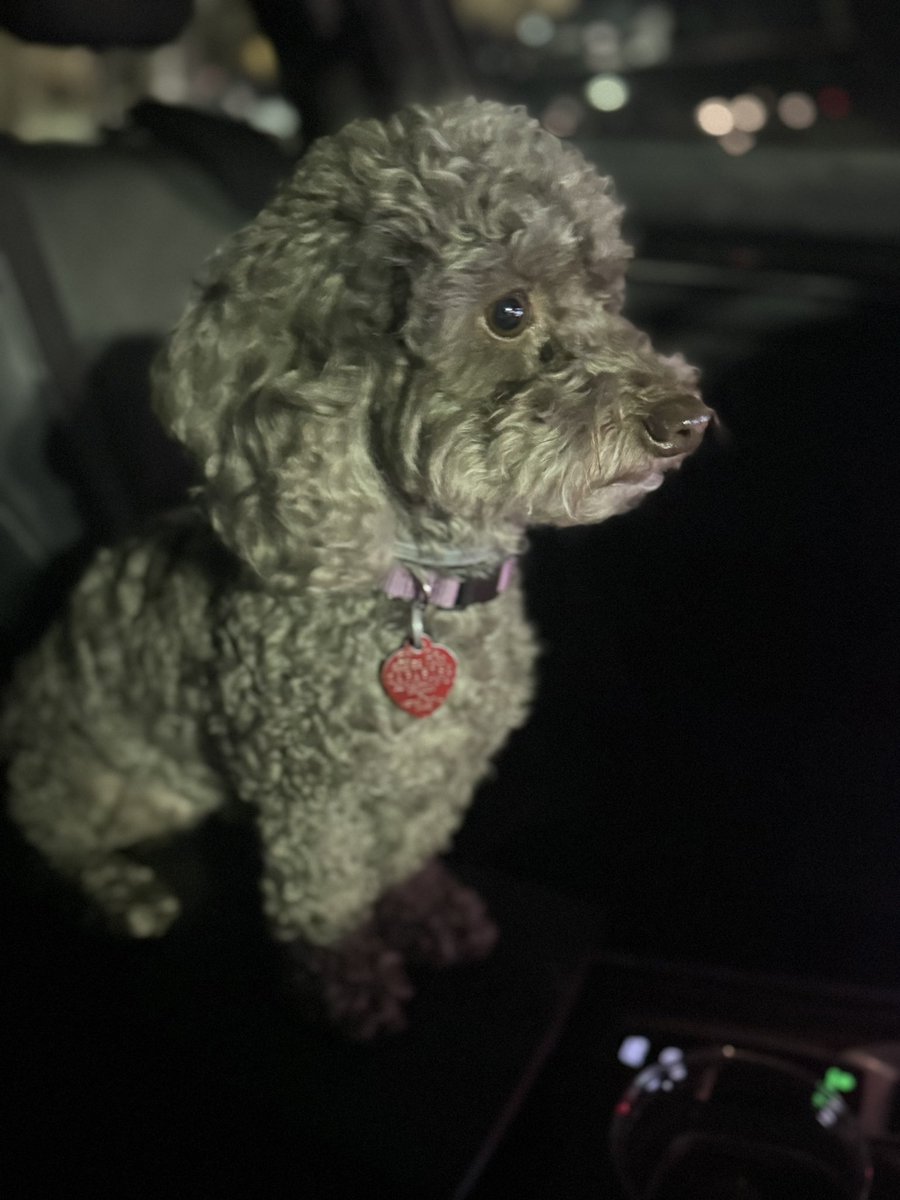 JohannaForFL's tweet photo. Mocha is ready to head back to Tallahassee with me! My loyal, friendly, and well-behaved companion is all set for the journey. ¡Vamos, Mocha! #BackToTally #District43 https://t.co/t4eA0Tkfhl