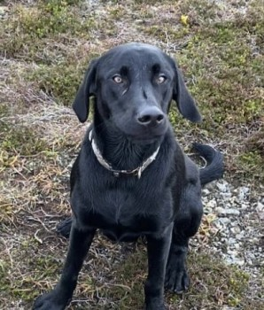 millypod1's tweet photo. 🆘3 NOV 2024 #Lost BUDDY #ScanMe
Black Labrador Retriever Male
Auchingarrich Wildlife Park #Comrie #Perthshire #Scotland #PH6 https://t.co/2rgeBRG7Hd https://t.co/tVC7dsnSkJ