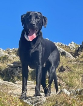 millypod1's tweet photo. 🆘3 NOV 2024 #Lost BUDDY #ScanMe
Black Labrador Retriever Male
Auchingarrich Wildlife Park #Comrie #Perthshire #Scotland #PH6 https://t.co/2rgeBRG7Hd https://t.co/tVC7dsnSkJ