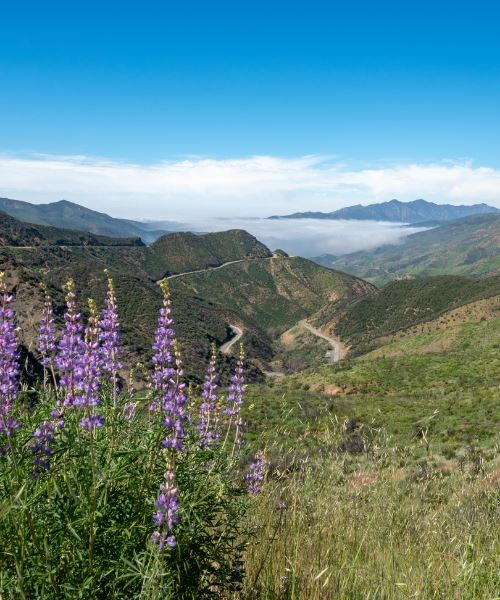 Last night, Ojai, CA, adopted a #rightsofnature law, recognizing the rights of water bodies, flora, and fauna, to “exist, flourish, and regenerate.”  
centerforenvironmentalrights.org/news/press-rel…
