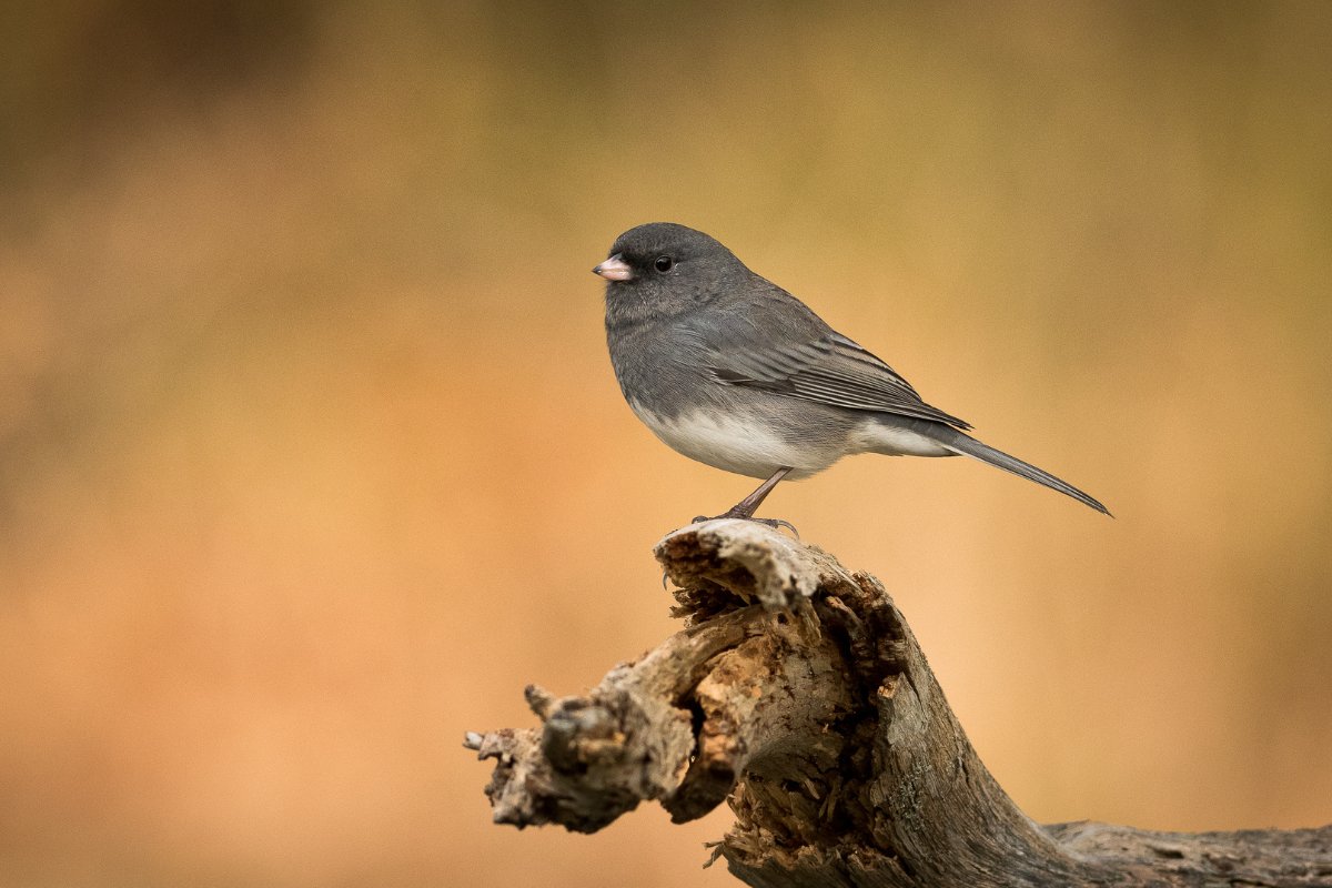 🐦🦉🦅 Did you know fall is a great time for birdwatching and observing wildlife in Pittsburgh’s Parks?

In parks such as Frick Park, with a deciduous forest habitat, you may see the following species this time of year:

- Downy and Hairy Woodpeckers – These woodpeckers are