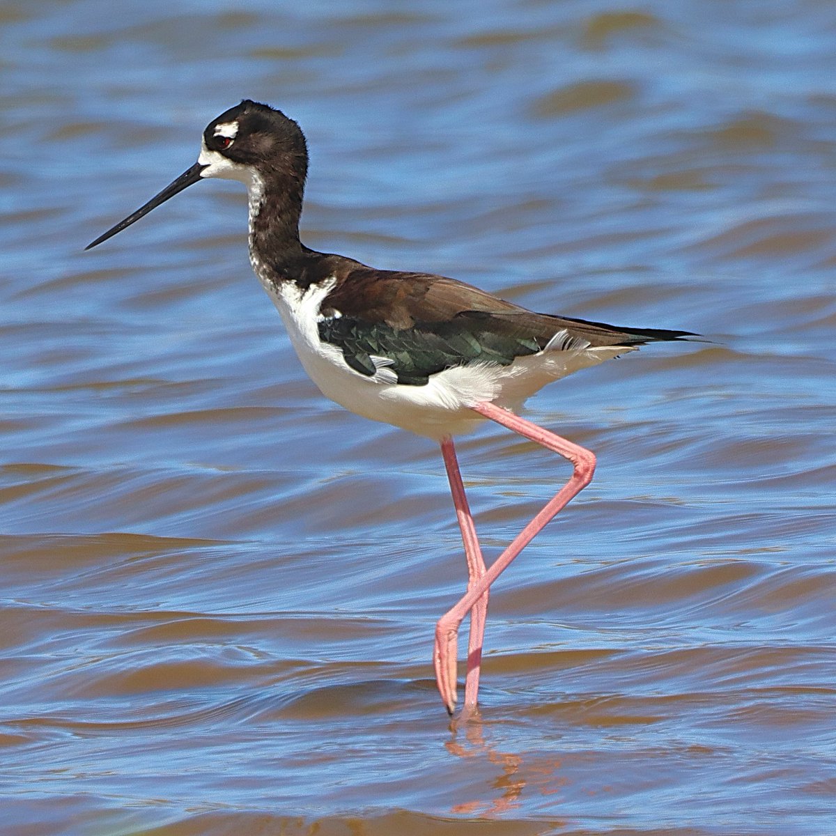 ladugan2's tweet image. Black-necked Stilt wading in for #WaderWednesday
