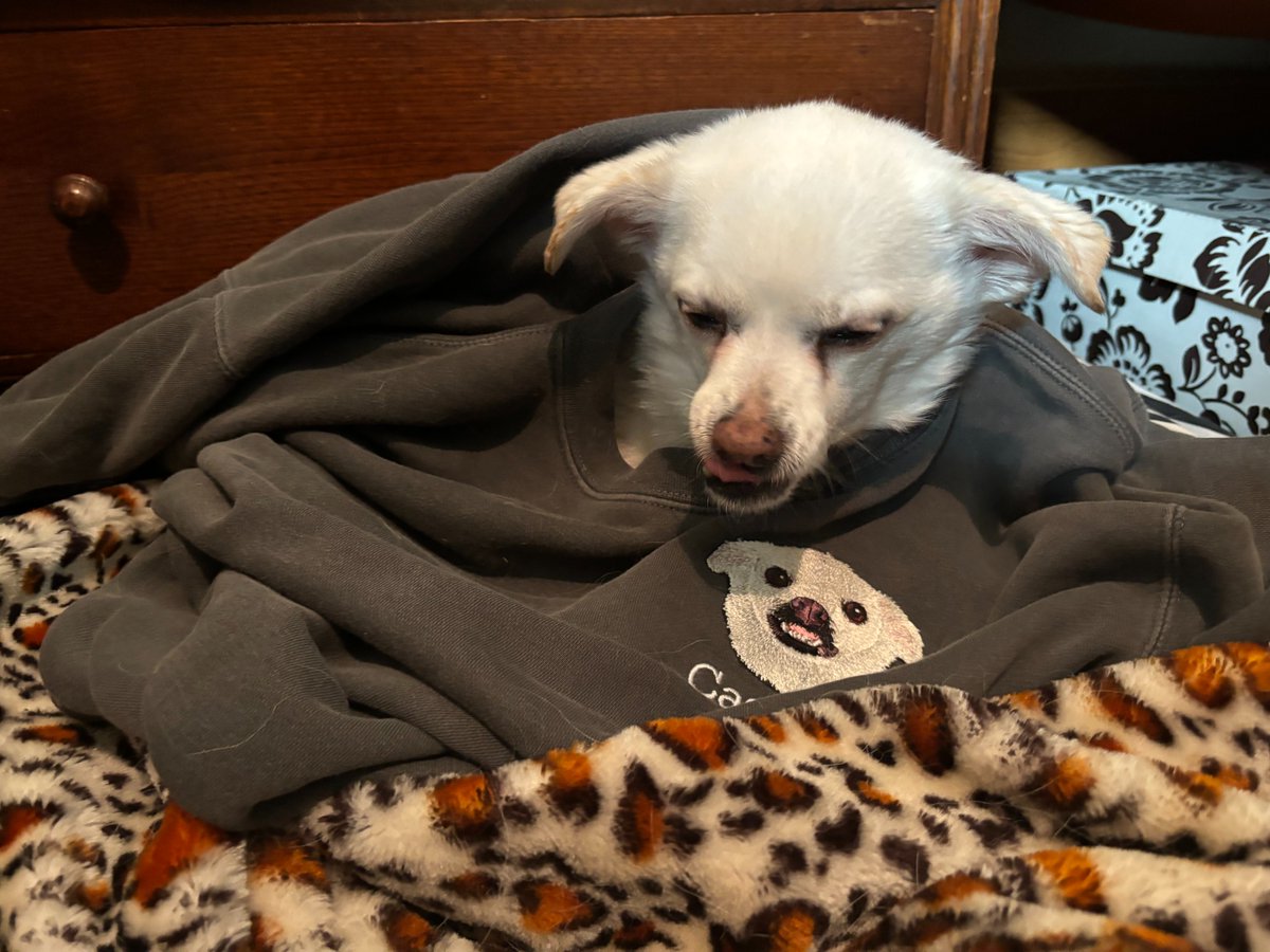 The colder weather means Cashew can finally wear her favorite sweater. Happy Cashew Monday!