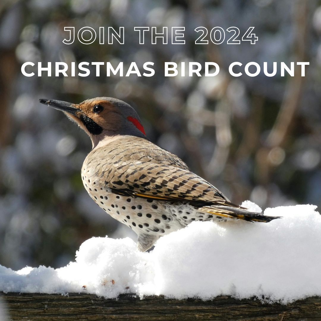 The 2024 Calgary Christmas Bird Count is on December 15th! Join the longest-running citizen science project. Learn more on our website: buff.ly/3YwuH3c