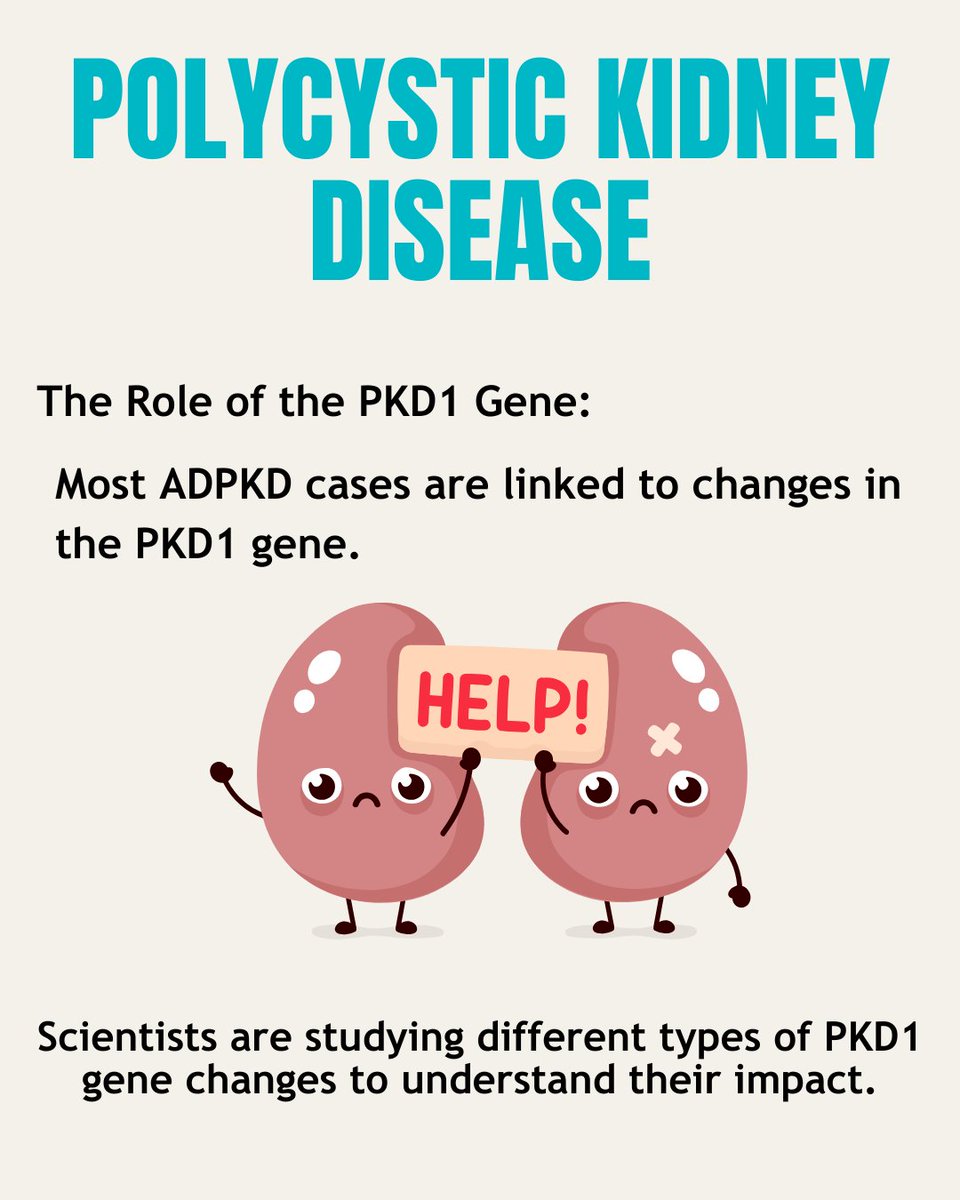Encore_Research's tweet photo. Understanding ADPKD better can lead to improved treatments and outcomes for those affected. If you or a loved one has ADPKD, consider joining a study to help advance research. 💡 #ADPKD #KidneyHealth #Genetics
https://t.co/U7meMll6Wl https://t.co/PVSjyenQBp