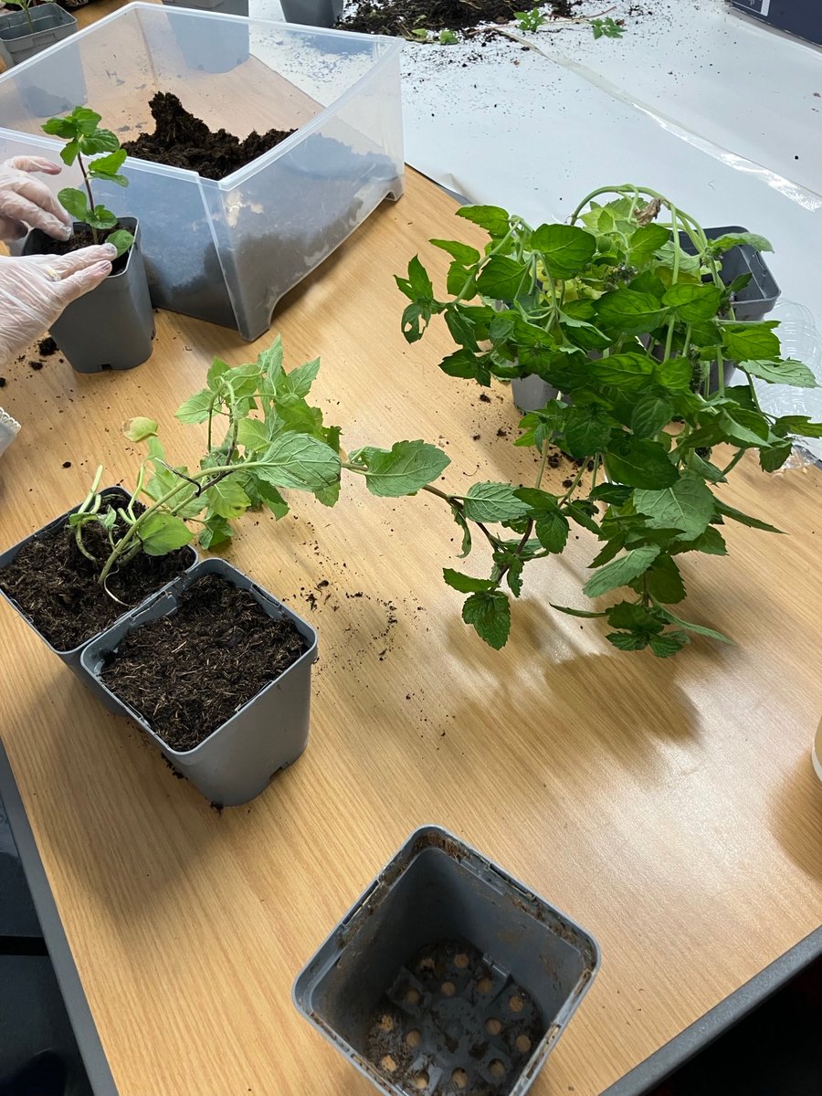 ohubo23's tweet photo. Wellbeing Wednesday, Zumba followed by a well deserved brew. Todays mindful activity was learning how to sow herbs from seeds as well as re potting plants, everyone had fun getting their hands in the soil and potting their own mint plant to take home to grow. @GMSAW2021 https://t.co/ra0nf0mM6k