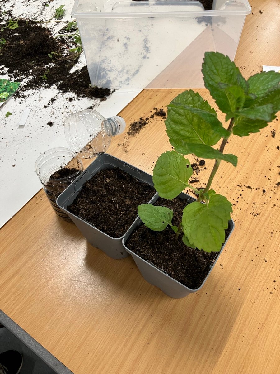 ohubo23's tweet photo. Wellbeing Wednesday, Zumba followed by a well deserved brew. Todays mindful activity was learning how to sow herbs from seeds as well as re potting plants, everyone had fun getting their hands in the soil and potting their own mint plant to take home to grow. @GMSAW2021 https://t.co/ra0nf0mM6k