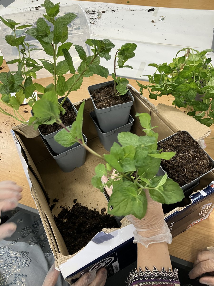 ohubo23's tweet photo. Wellbeing Wednesday, Zumba followed by a well deserved brew. Todays mindful activity was learning how to sow herbs from seeds as well as re potting plants, everyone had fun getting their hands in the soil and potting their own mint plant to take home to grow. @GMSAW2021 https://t.co/ra0nf0mM6k