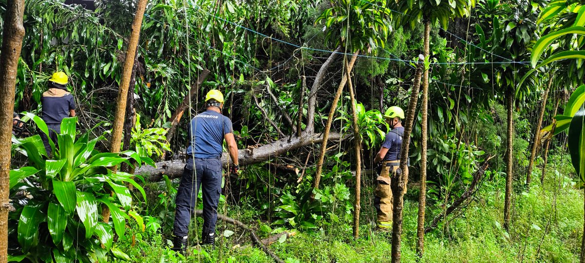 Trabajo conjunto en remoción de árbol por parte de autoridades locales y el <a href="/BCBRP/">Bomberos De Panamá</a> en Los Naranjos, Boquete. #Chiriquí