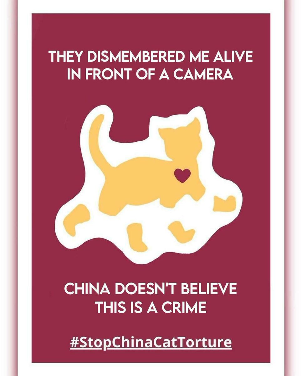FG_Belgium's tweet photo. Attention! Cat torture rings continue unchecked.@ChinaEmBE @AmbFeiShengchao, as animal lovers, we urge China to end this cruelty with animal protection laws. Protect the voiceless and set a global example of compassion 🐱🌍 @AnLemmens @RafaelPortoCar8 @politico @_TheBulletin https://t.co/Pabnv7MdTX