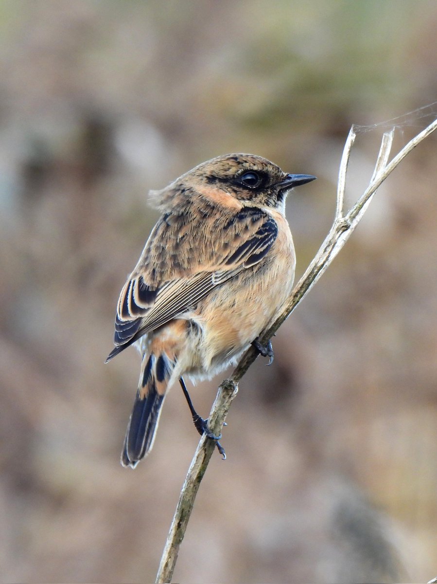 mattgarnham90's tweet image. Amur Stonechat at Trimley Marshes SWT 11/11/2024