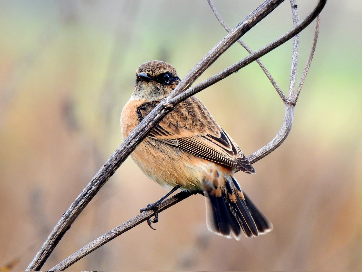 mattgarnham90's tweet image. Amur Stonechat at Trimley Marshes SWT 11/11/2024