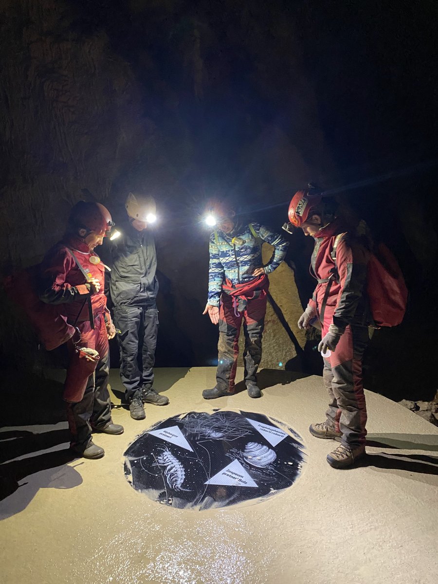 Martina Pavlek 🕷️ (@martinapavlek) on Twitter photo On the 111th anniversary of the discovery of Cerovacke spilje caves we organized a bioblitz activity for school children from the town of Gracac and for employees of the Caves and Nature Park Velebit.
<a href="/BioGenEurope/">Biodiversity Genomics Europe (BGE)</a>, <a href="/institutrb/">Ruđer Bošković Institute</a>, <a href="/erga_biodiv/">European Reference Genome Atlas</a> On the 111th anniversary of the discovery of Cerovacke spilje caves we organized a bioblitz activity for school children from the town of Gracac and for employees of the Caves and Nature Park Velebit.
<a href="/BioGenEurope/">Biodiversity Genomics Europe (BGE)</a>, <a href="/institutrb/">Ruđer Bošković Institute</a>, <a href="/erga_biodiv/">European Reference Genome Atlas</a>