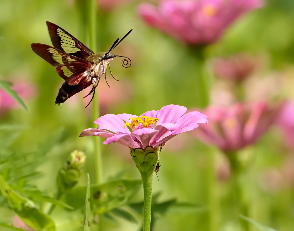 HCGPlants's tweet photo. Sustainability Begins in Your Backyard!
Check out some highlights for our 2024 Sustainability Begins in Your Backyard Photo Contest. 

Winners to be announced Friday, November 15th.

Customer Photos by: Austin S, Becky K, Jenny N, and Taunya C. https://t.co/K3hBBJwcU1