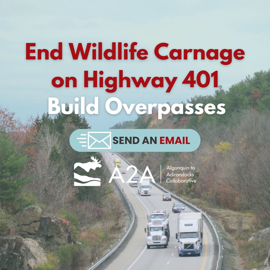 🚨Please sign our action alert urging the Ontario Government to support the construction of 3 wildlife overpasses on Highway 401 in the Frontenac Arch region! 🚨a2acollaborative.good.do/wildlifecrossi…