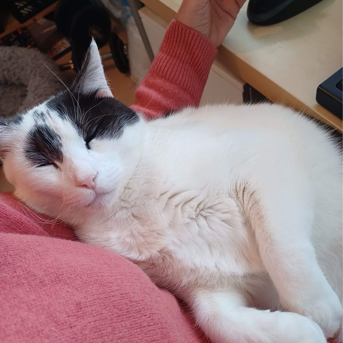 VischLa's tweet photo. Cat update! #OreoTheCat I has totally found his groove. He not only shares the bed, he also insists on accompanying me while I work. He’s such a sweetie 😄 

#cats #knitterslife #ilovecatssomuch #sheltercats #shelterpets https://t.co/kLn21LR5KH
